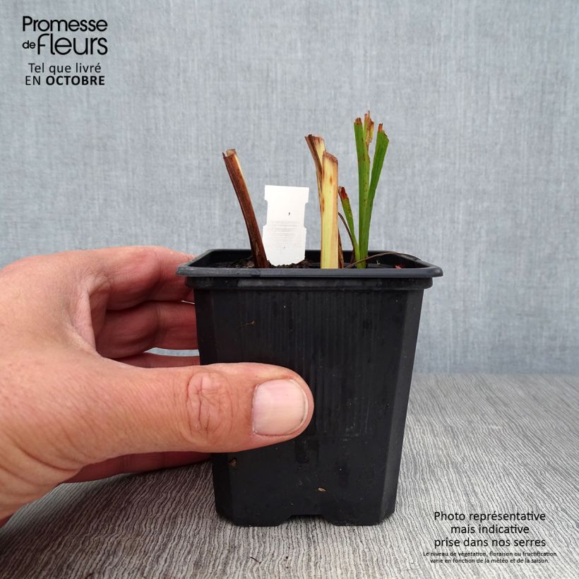 Exemplar von Montbretie Babylon - Crocosmia Kleine Töpfe von 7/8 cm wie im Herbst geliefert