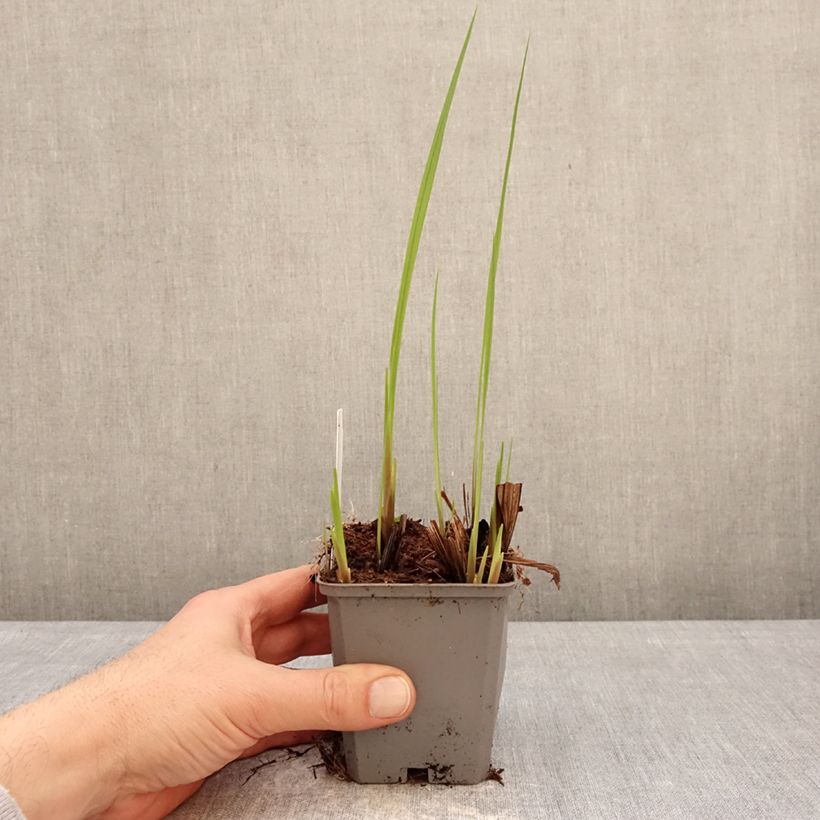 Exemplar von Montbretie Buttercup - Crocosmia Kleine Töpfe von 8/9 cm Kaliber/Größe 7+ wie im Winter geliefert