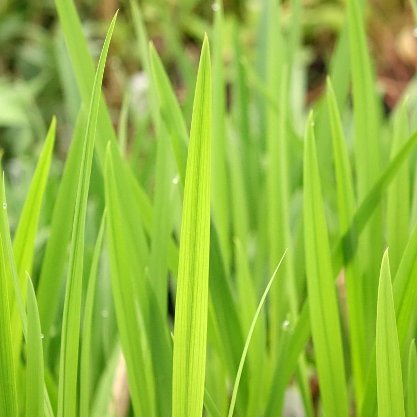 Montbretie Emberglow - Crocosmia (Laub)