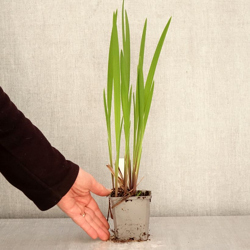 Exemplar von Montbretie Emberglow - Crocosmia Kleine Töpfe von 8/9 cm Kaliber/Größe 8+ wie im Frühjahr geliefert