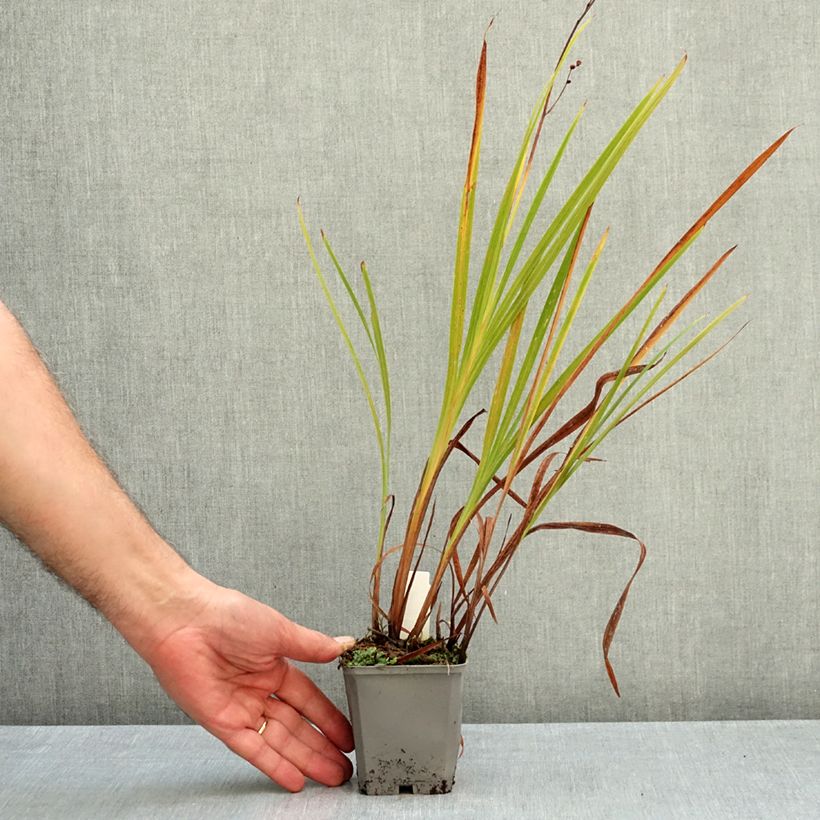Exemplar von Montbretie Norwich Canary - Crocosmia Kleine Töpfe von 8/9 cm Kaliber/Größe 7+ wie im Herbst geliefert