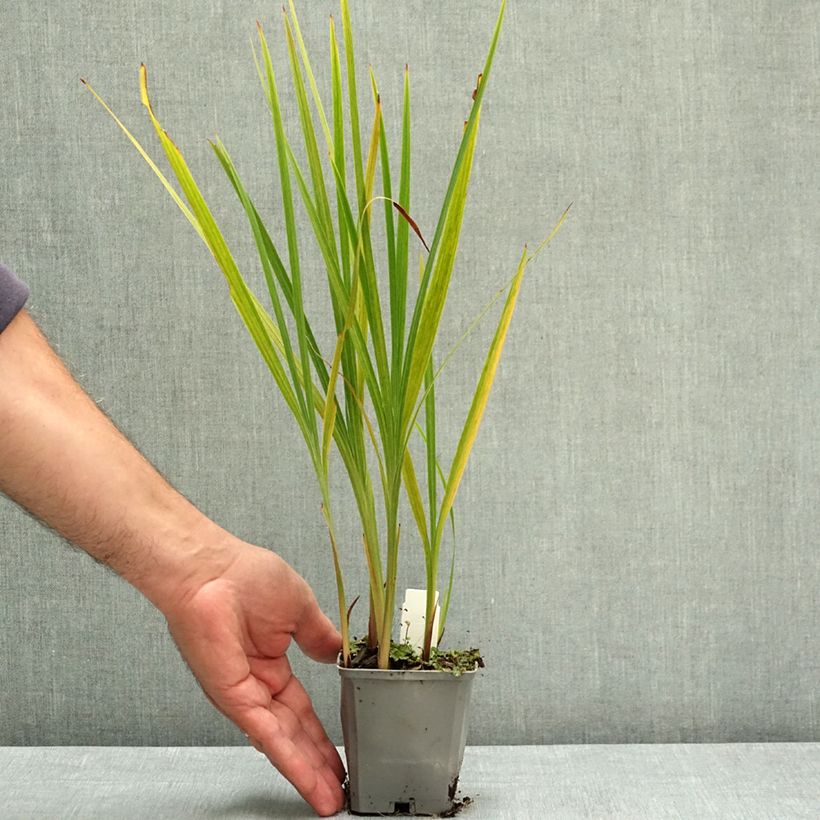 Exemplar von Montbretie Norwich Canary - Crocosmia Kleine Töpfe von 8/9 cm Kaliber/Größe 7+ wie im Sommer geliefert