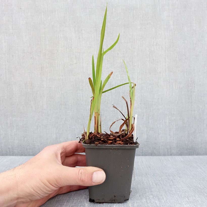 Exemplar von Montbretie Saracen - Crocosmia Kleine Töpfe von 8/9 cm wie im Frühjahr geliefert