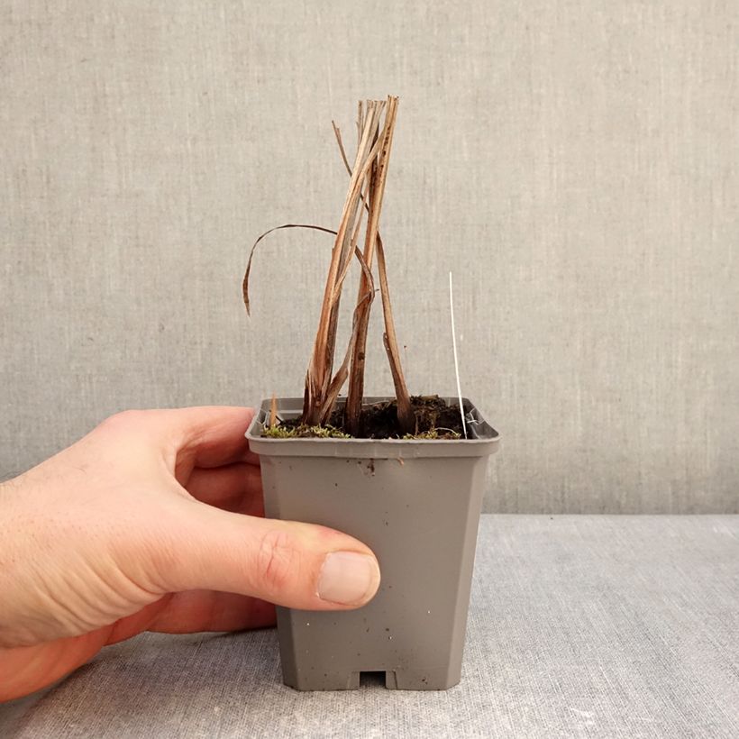 Exemplar von Montbretie - Crocosmia masoniorum Kleine Töpfe von 8/9 cm Kaliber/Größe 8/10 wie im Winter geliefert