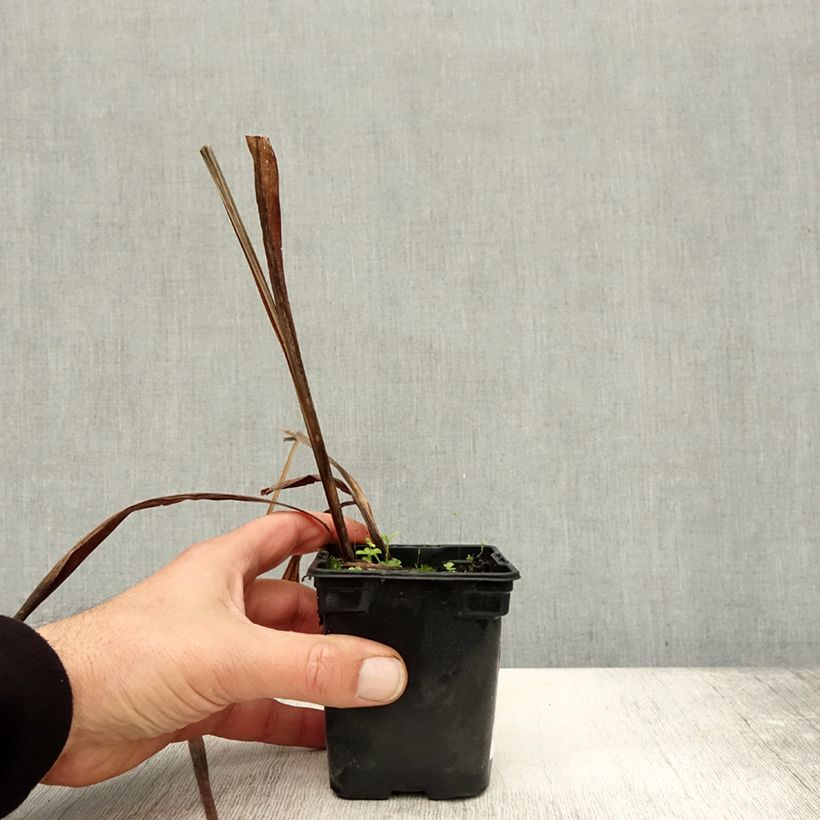 Exemplar von Montbretie Mistral - Crocosmia Kleine Töpfe von 7/8 cm wie im Herbst geliefert