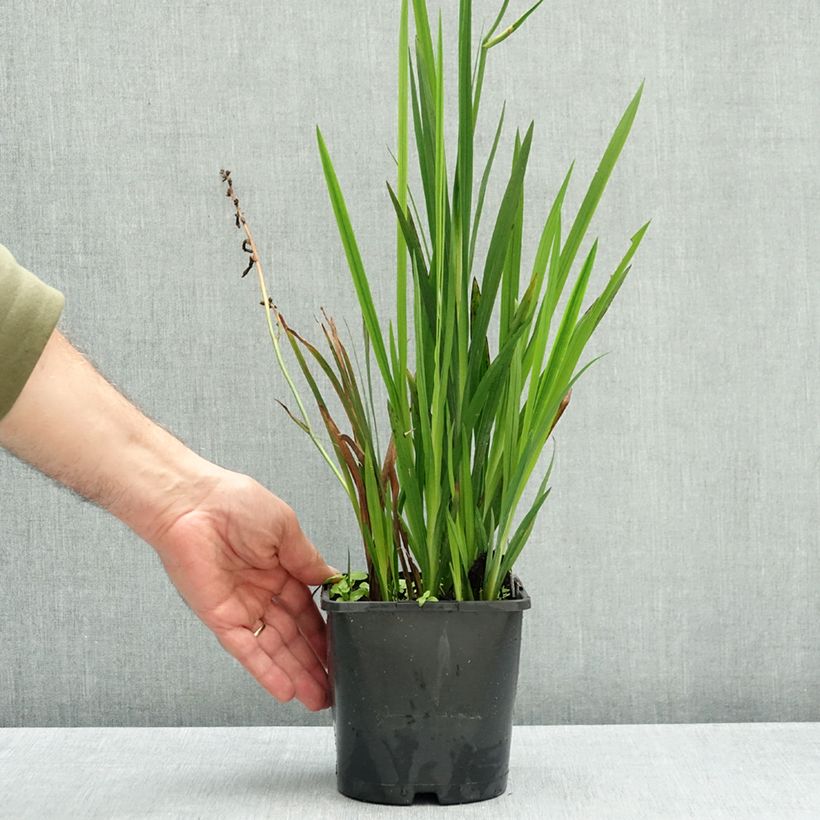 Exemplar von Montbretie Colombus - Crocosmia Topf mit 2L/3L Kaliber/Größe 7+ wie im Herbst geliefert