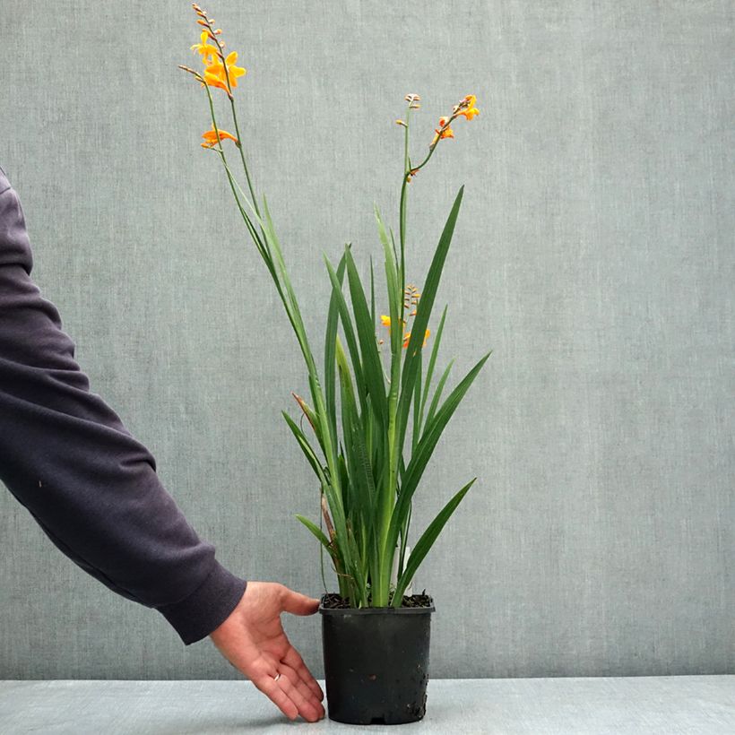 Exemplar von Montbretie Colombus - Crocosmia Topf mit 2L/3L Kaliber/Größe 7+ wie im Sommer geliefert