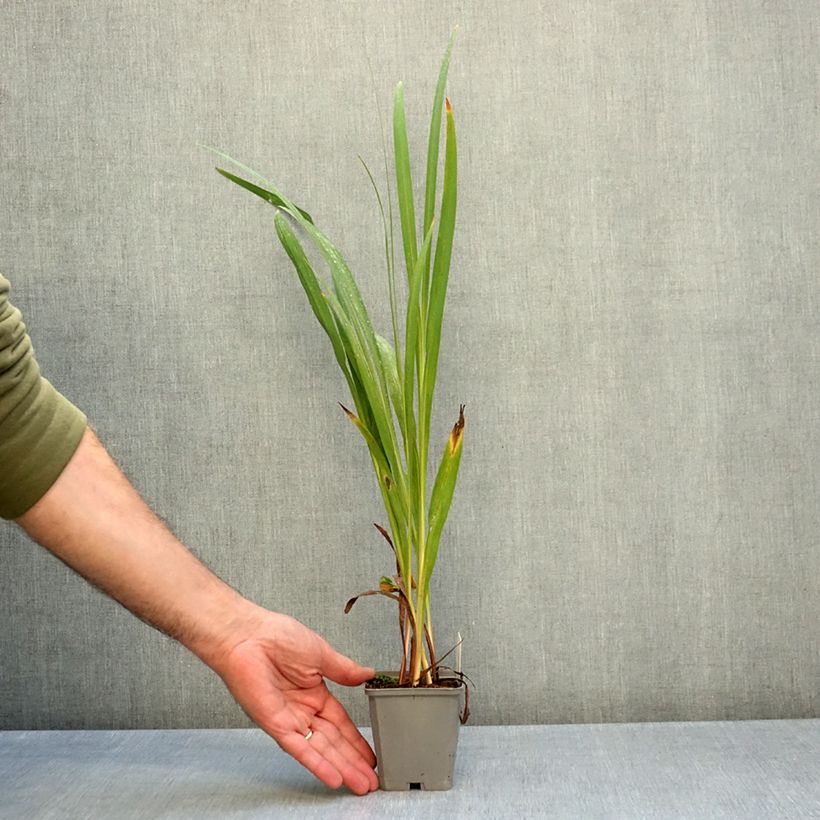 Exemplar von Montbretie Fire King - Crocosmia Kleine Töpfe von 8/9 cm Kaliber/Größe 6+ wie im Herbst geliefert