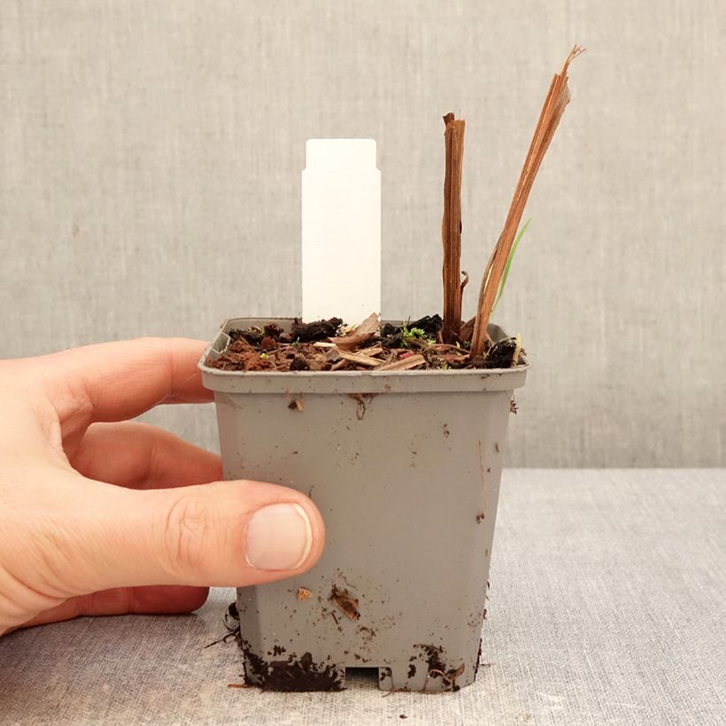 Exemplar von Montbretie Fire King - Crocosmia Kleine Töpfe von 8/9 cm Kaliber/Größe 6+ wie im Winter geliefert