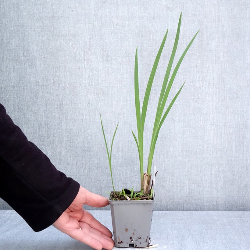 Exemplar von Montbretie Fire King - Crocosmia Kleine Töpfe von 8/9 cm Kaliber/Größe 6+ wie im Frühjahr geliefert