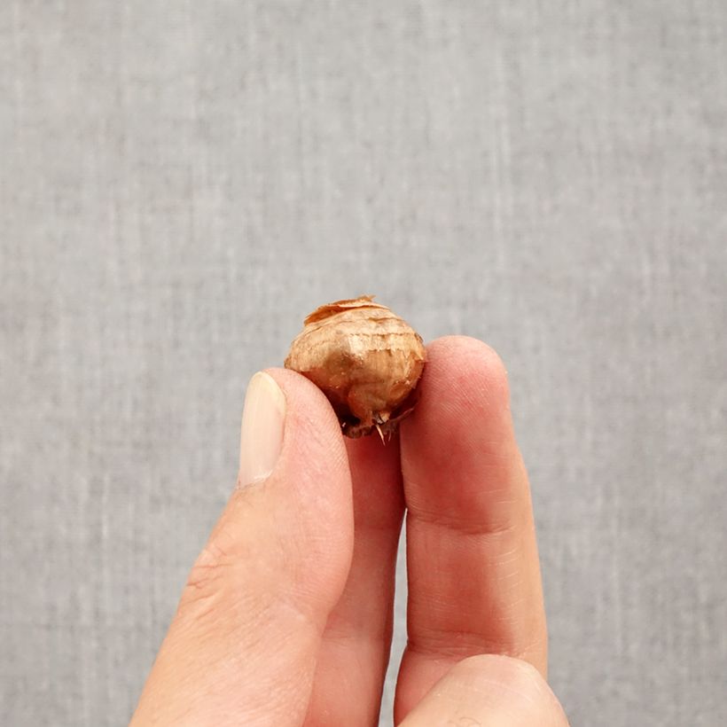 Exemplar von Wildkrokus - Crocus biflorus Fairy Zwiebel Kaliber/Größe 5+ wie im Herbst geliefert