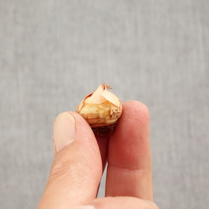 Exemplar von Krokus Fuscotinctus - Crocus chrysanthus Zwiebel Kaliber/Größe 6+ wie im Herbst geliefert