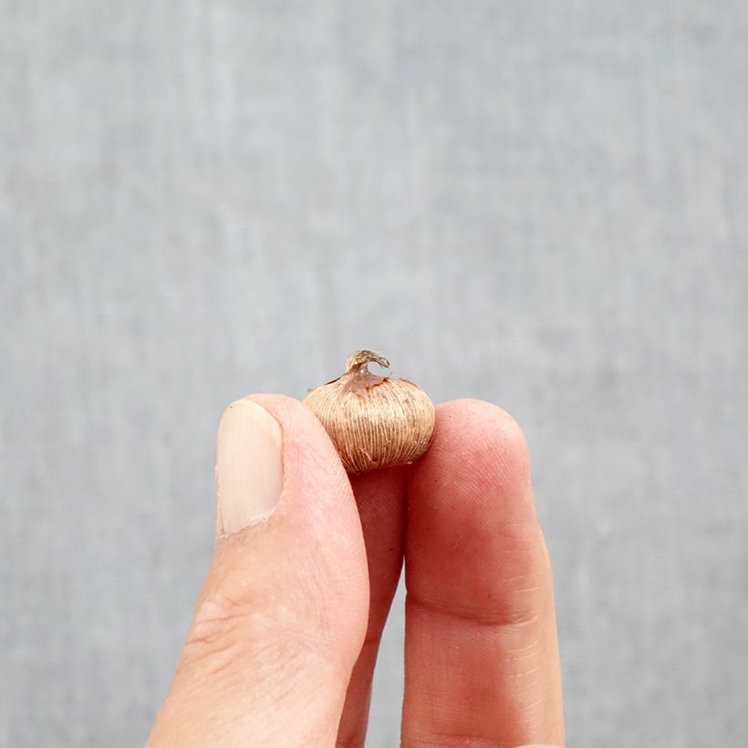 Exemplar von Krokus De Jager - Crocus imperati Zwiebel Kaliber/Größe 5+ wie im Herbst geliefert
