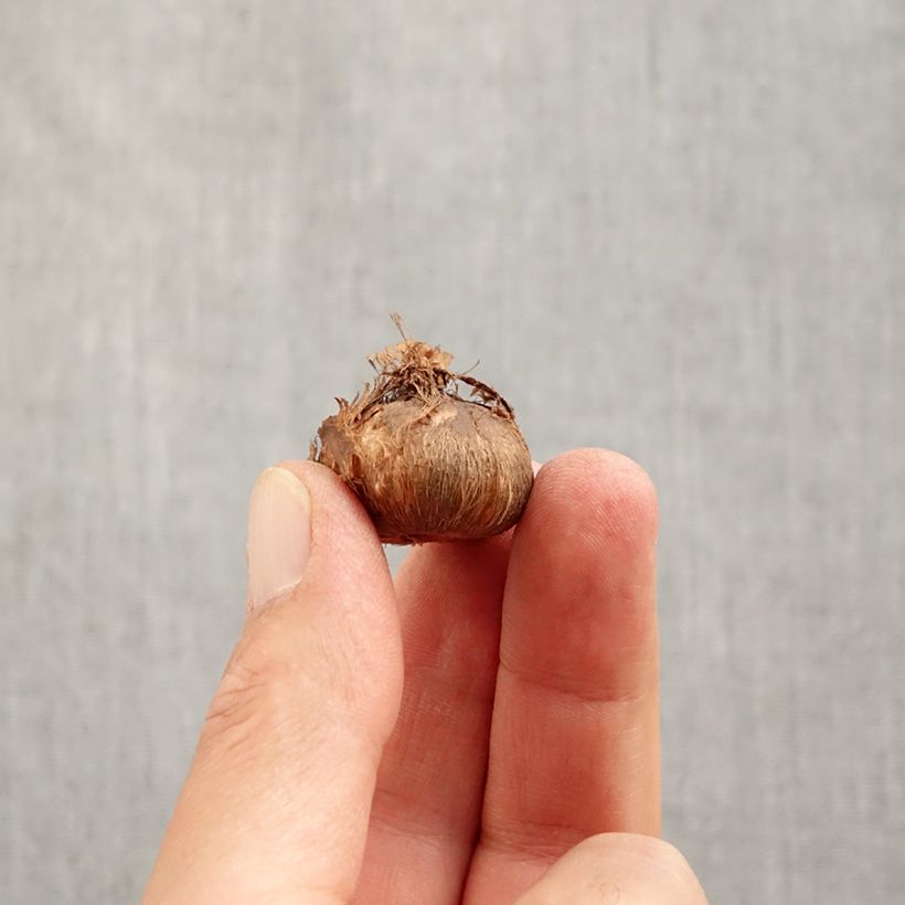 Exemplar von Großblütiger Krokus Grand Maître - Crocus Zwiebel Kaliber/Größe 8+ wie im Herbst geliefert