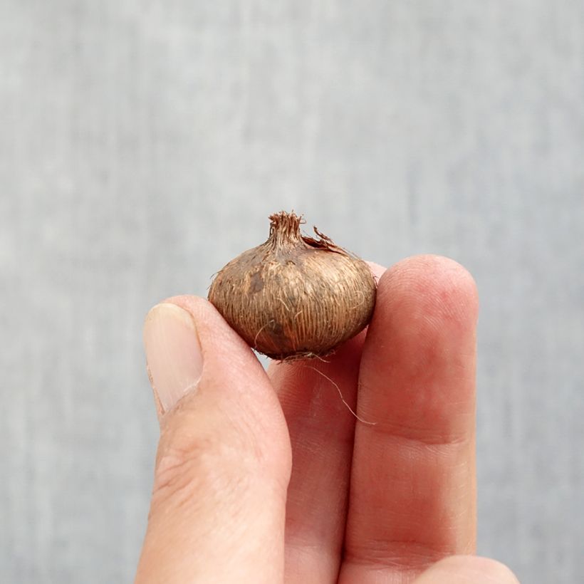 Exemplar von Großblütiger Krokus Jeanne D'Arc - Crocus Zwiebel Kaliber/Größe 8+ wie im Herbst geliefert