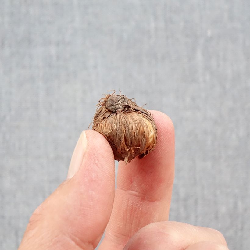 Exemplar von Kleiner Krokus - Crocus minimus Zwiebel Kaliber/Größe 5+ wie im Herbst geliefert