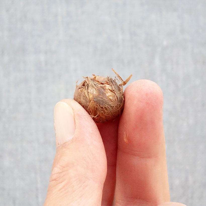 Exemplar von Großblütiger Krokus Prins Claus - Crocus Zwiebel Kaliber/Größe 5+ wie im Herbst geliefert