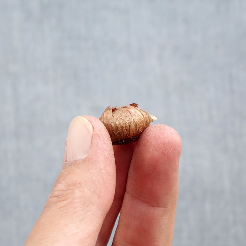 Exemplar von Elfen-Krokus Ruby Giant - Crocus tommasinianus Zwiebel Kaliber/Größe 5+ wie im Herbst geliefert
