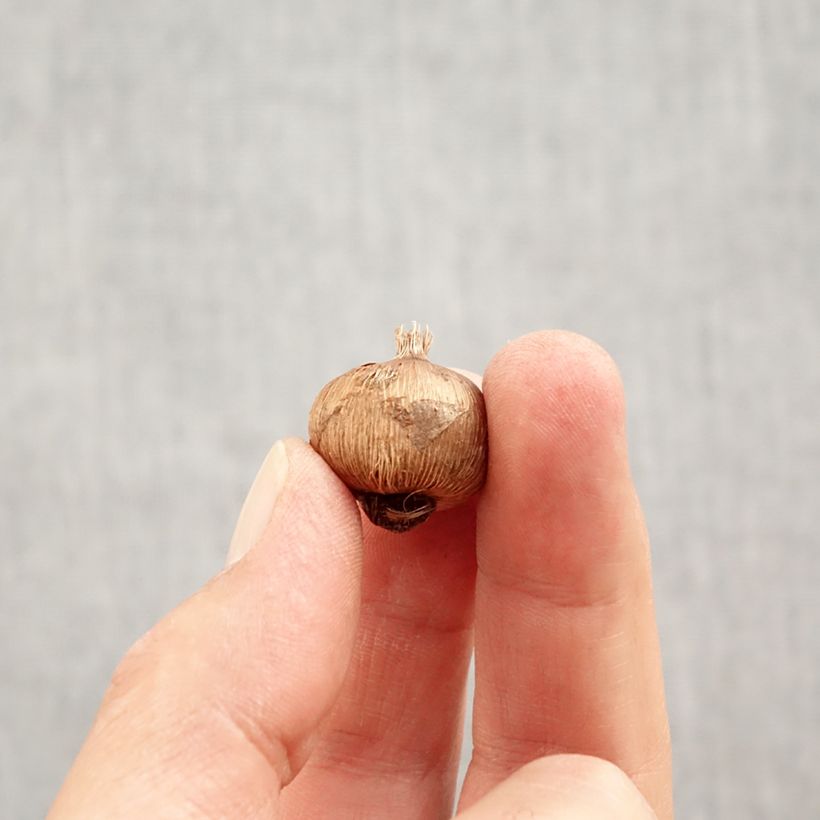 Exemplar von Frühlings-Krokus - Crocus vernus White Zwiebel Kaliber/Größe I wie im Herbst geliefert