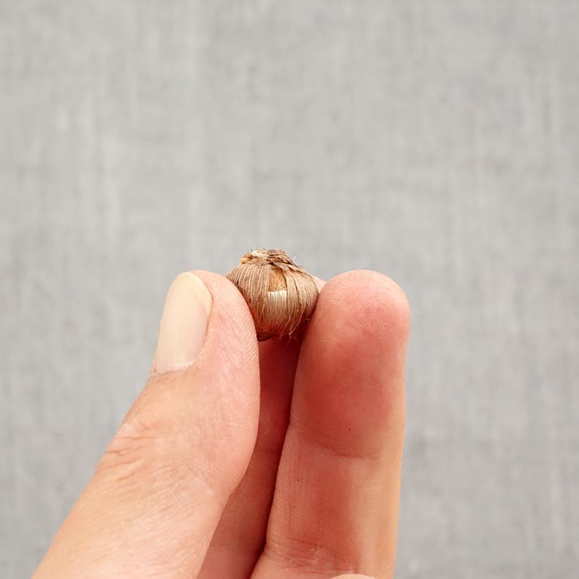 Exemplar von Silberlack-Krokus Picturatus - Crocus versicolor Zwiebel Kaliber/Größe 5+ wie im Herbst geliefert