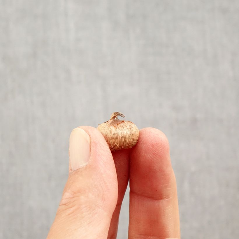 Exemplar von Krokus Yalta - Crocus Zwiebel Kaliber/Größe 5+ wie im Herbst geliefert