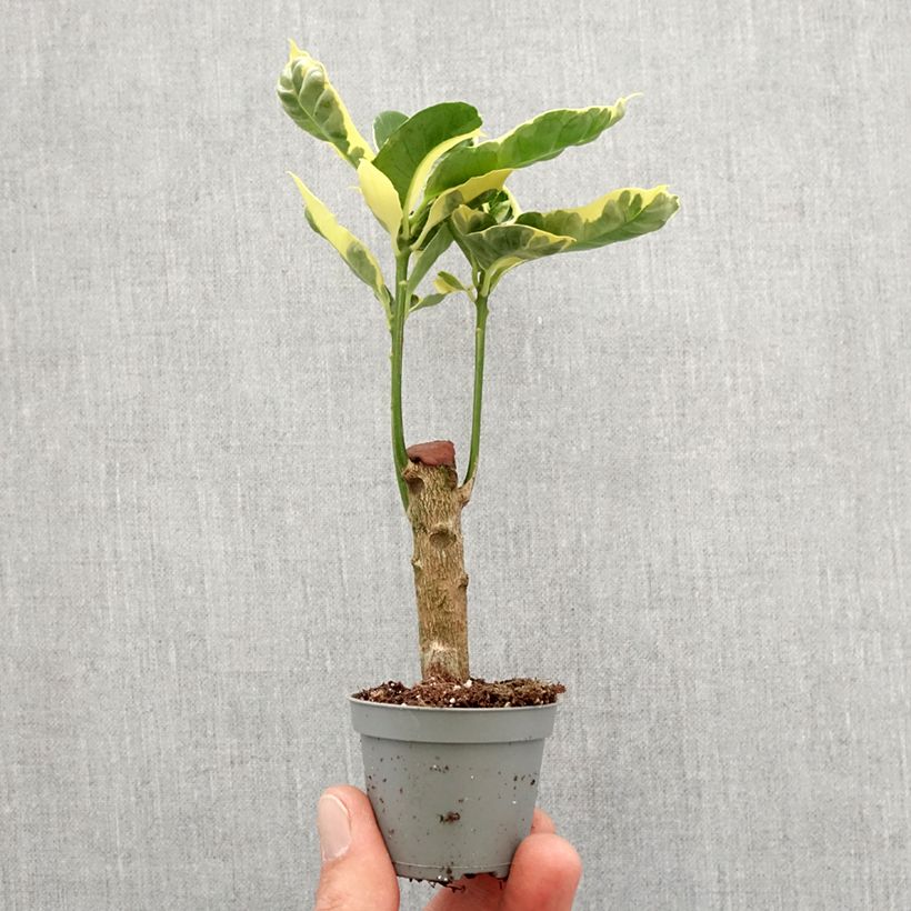 Exemplar von Kroton Tamara -  Wunderstrauch Mini-plante wie im Frühjahr geliefert