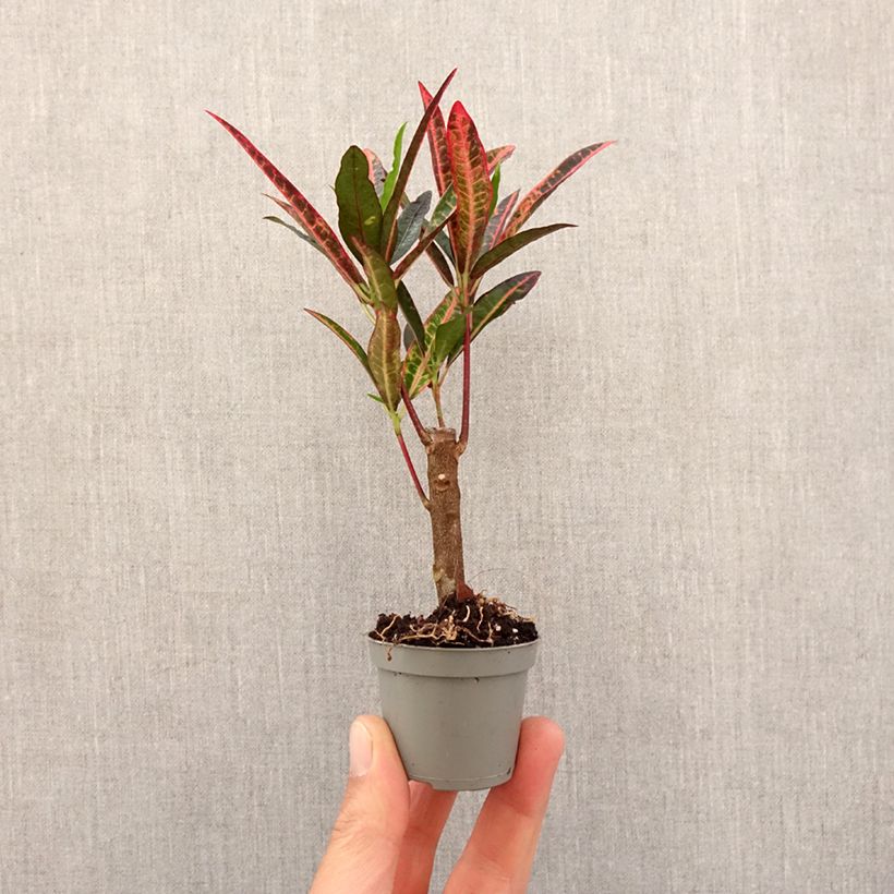 Exemplar von Kroton variegatum Excurrens -  Wunderstrauch Mini-plante wie im Frühjahr geliefert