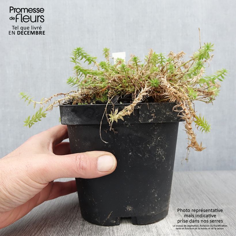Exemplar von Phuopsis stylosa - Rosenwaldmeister Topf mit 2L/3L wie im Herbst geliefert