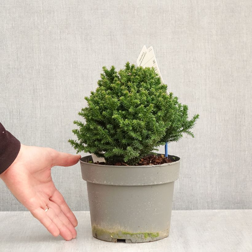 Exemplar von Cryptomeria japonica Compressa Topf mit 2L/3L wie im Herbst geliefert