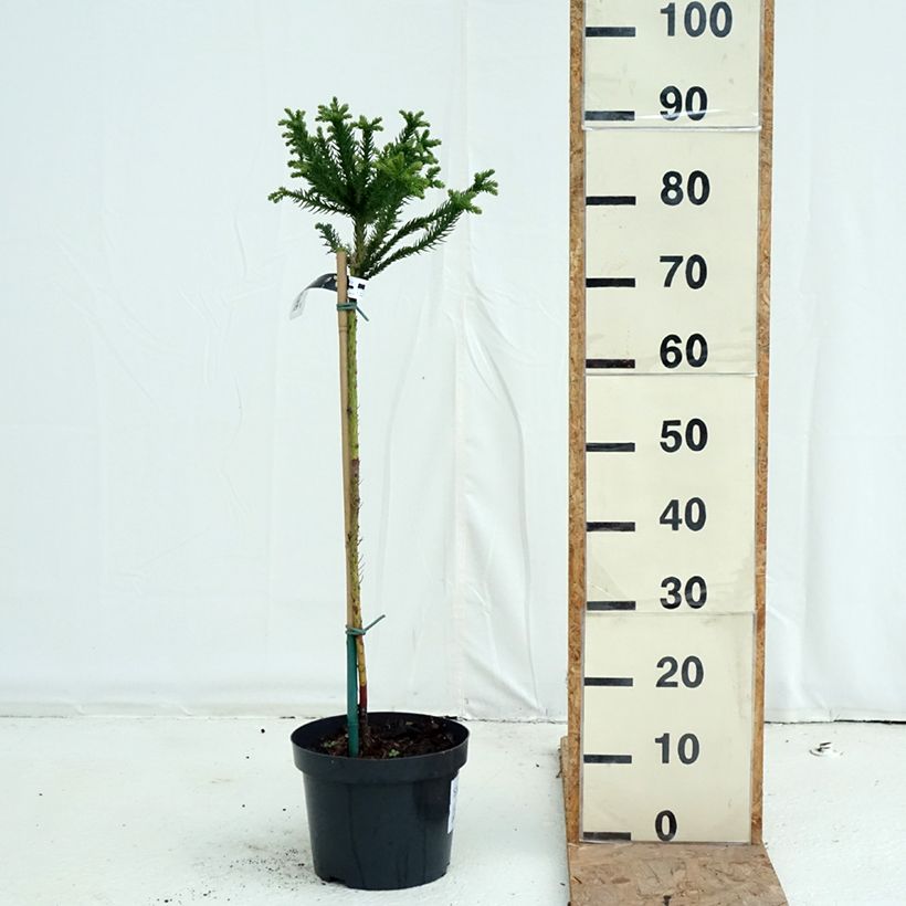 Exemplar von Cryptomeria japonica Dinger Topf mit 4L/5L, Stamm wie im Herbst geliefert
