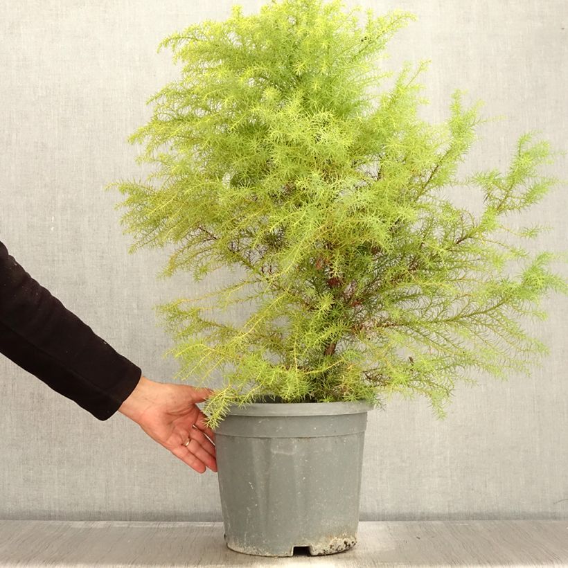 Exemplar von Cryptomeria japonica Elegans Topf mit 7,5L/10L wie im Herbst geliefert