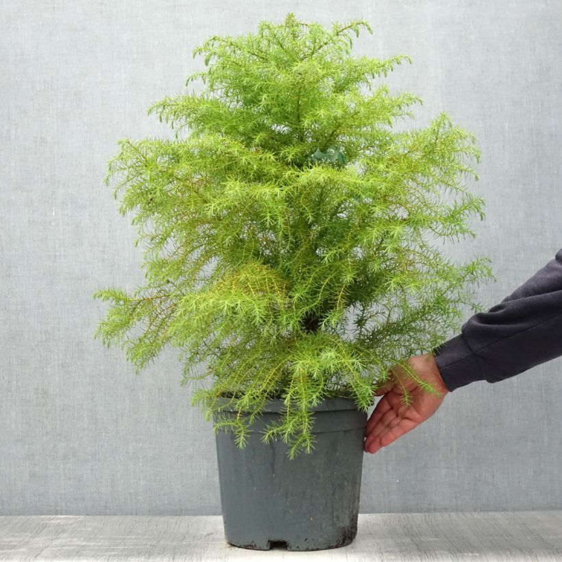 Exemplar von Cryptomeria japonica Elegans Topf mit 7,5L/10L wie im Sommer geliefert