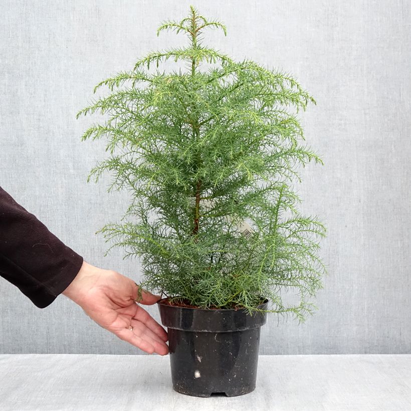 Exemplar von Cryptomeria japonica Elegans Viridis Topf mit 2L/3L wie im Herbst geliefert