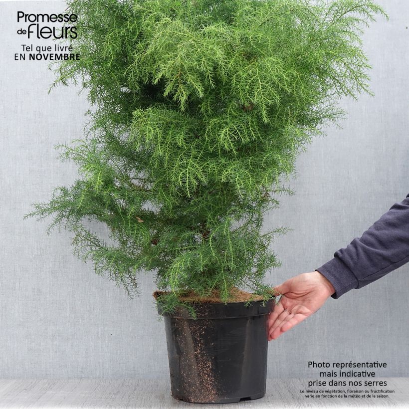 Exemplar von Cryptomeria japonica Elegans Viridis Topf mit 7,5L/10L wie im Herbst geliefert