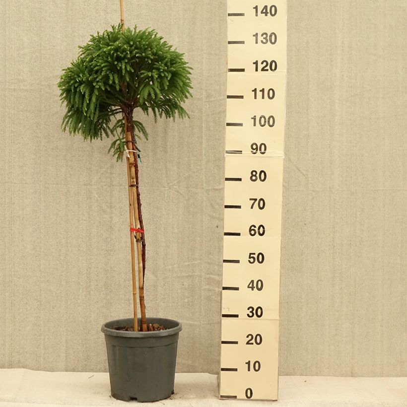 Exemplar von Cryptomeria japonica Globosa Nana Topf mit 12L/15L wie im Herbst geliefert