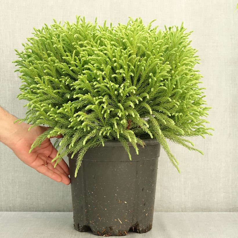 Exemplar von Cryptomeria japonica Globosa Nana Topf mit 7,5L/10L wie im Sommer geliefert