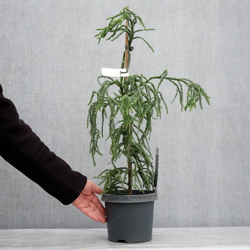 Exemplar von Cryptomeria japonica Kyara Gold® Topf mit 3L/4L wie im Winter geliefert