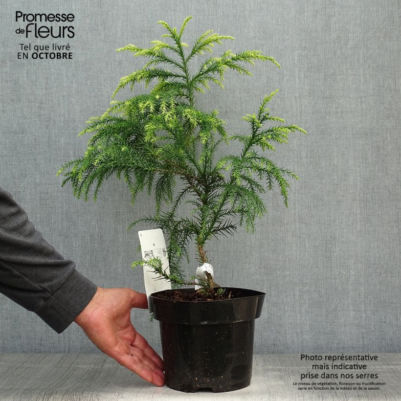 Exemplar von Cryptomeria japonica Sekkan Sugi Topf mit 2L/3L wie im Herbst geliefert