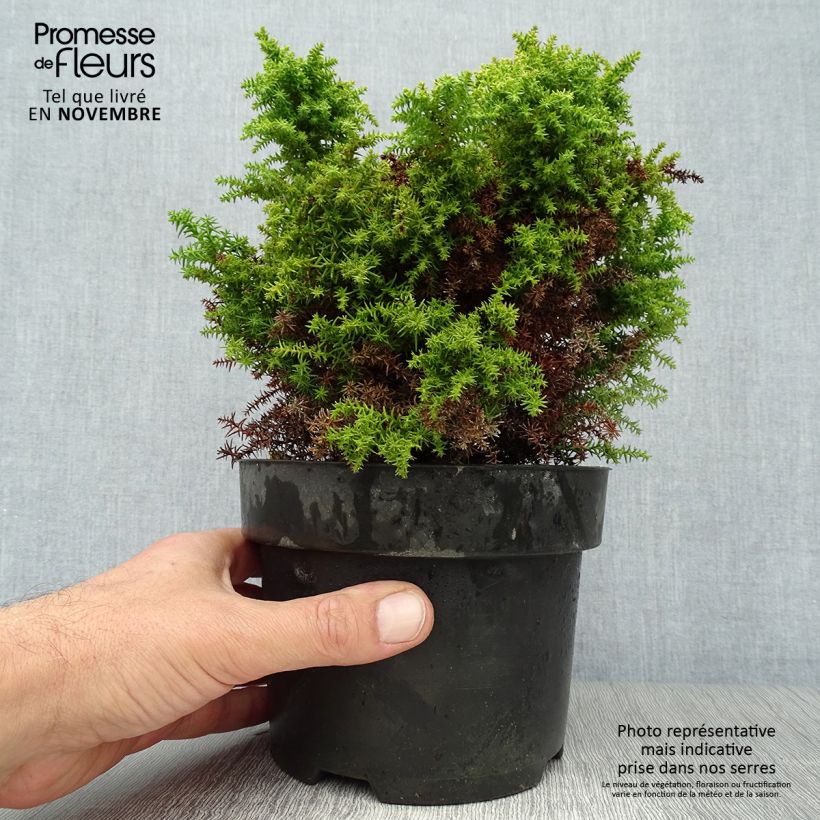 Exemplar von Cryptomeria japonica Twinkle Toes Topf mit 2L/3L wie im Herbst geliefert