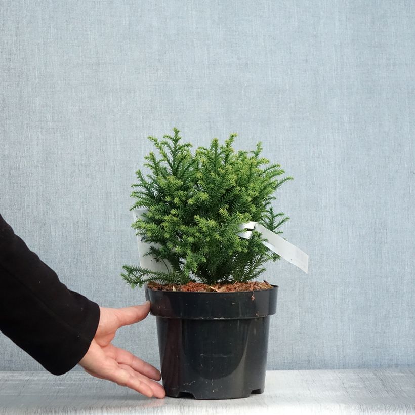 Exemplar von Cryptomeria japonica Vilmorin Gold Topf mit 2L/3L wie im Herbst geliefert