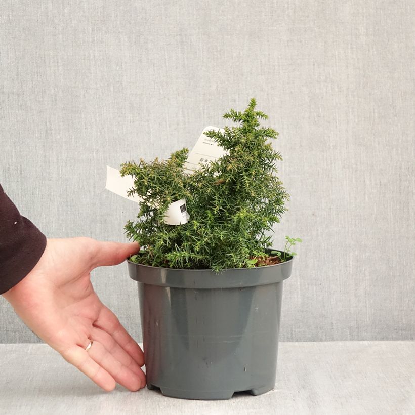 Exemplar von Cryptomeria japonica Yokohama Topf mit 2L/3L wie im Herbst geliefert