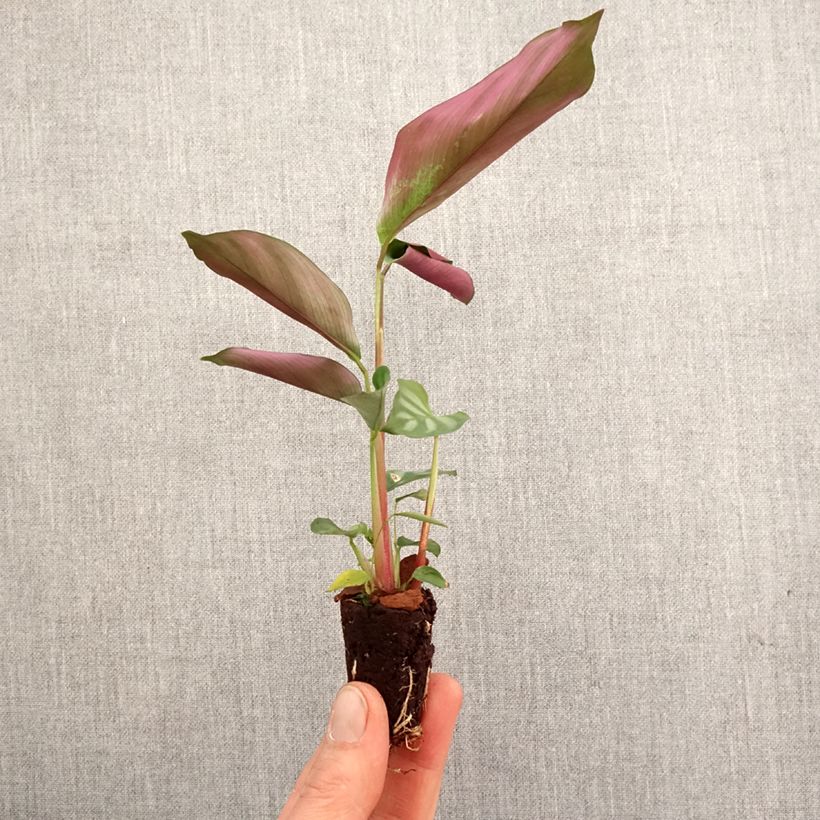 Exemplar von Ctenanthe oppenheimiana Mini-plante wie im Frühjahr geliefert