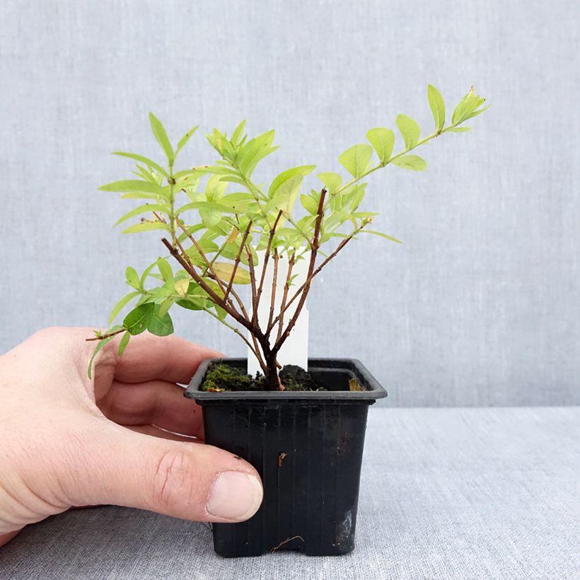 Exemplar von Cuphea hyssopifolia Purple - Japanische Scheinmyrthe Kleine Töpfe von 8/9 cm wie im Frühjahr geliefert