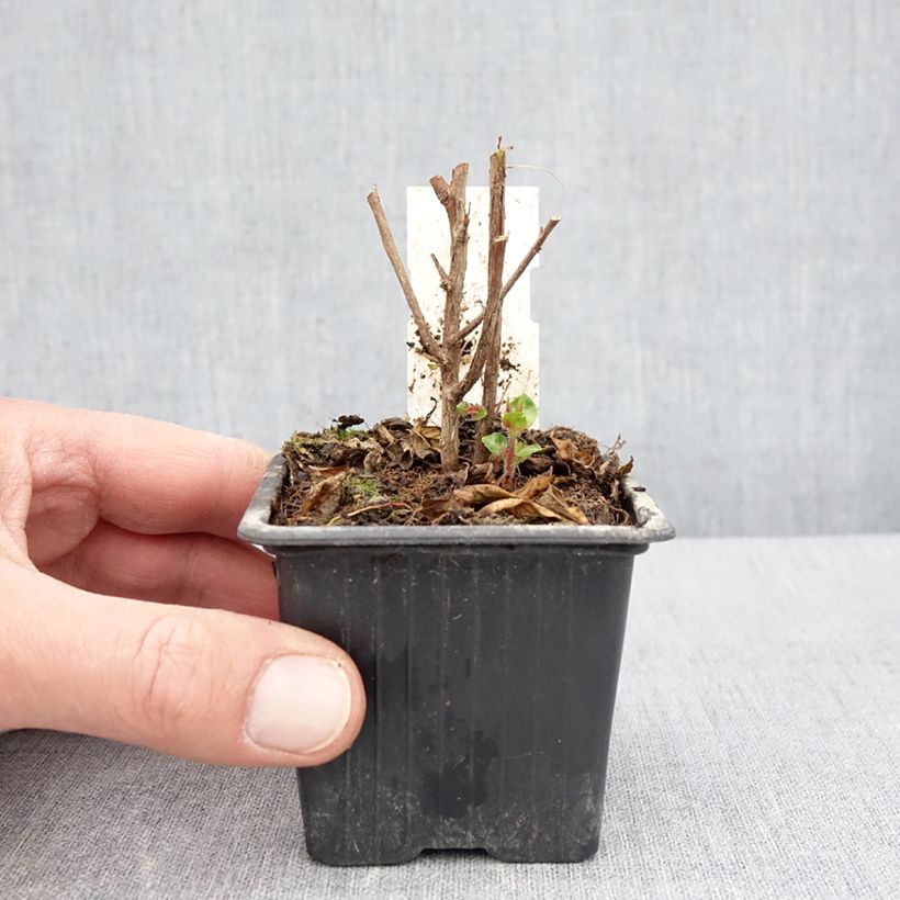 Exemplar von Cuphea Twinkle Pink - Köcherblümchen Kleine Töpfe von 8/9 cm wie im Frühjahr geliefert