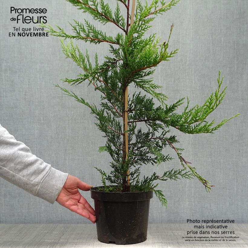 Exemplar von Cupressocyparis leylandii Castlewellan Gold - Leyland-Zypresse Topf mit 3L/4L wie im Herbst geliefert