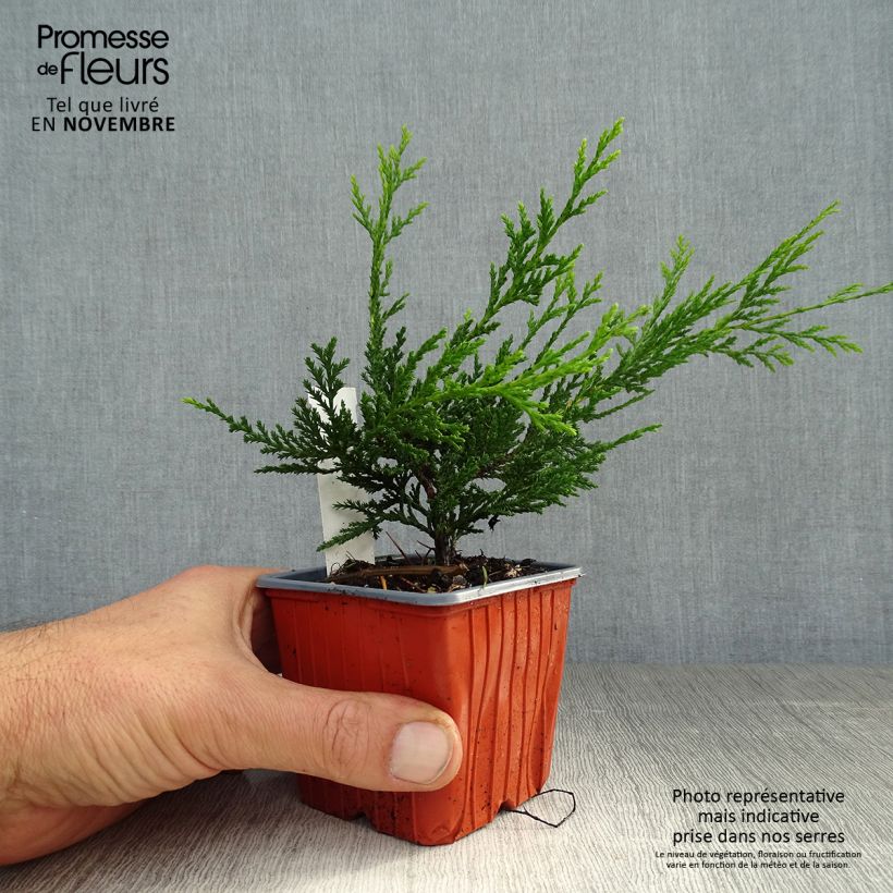 Exemplar von Cupressocyparis leylandii Castlewellan Gold - Leyland-Zypresse Kleine Töpfe von 8/9 cm wie im Herbst geliefert