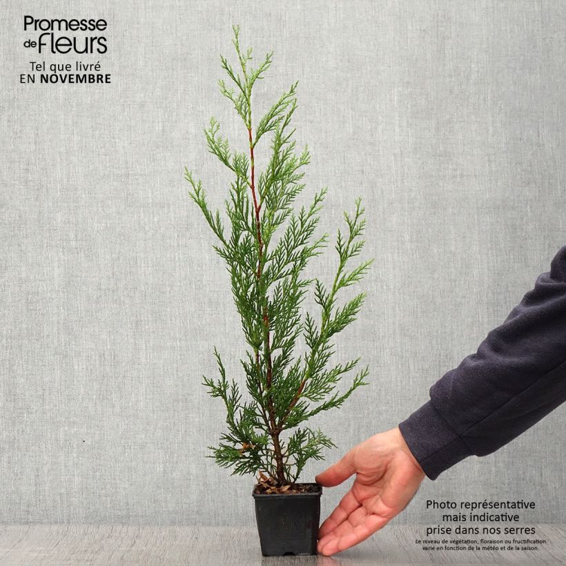 Exemplar von Cupressocyparis leylandii 2001 - Leyland-Zypresse Kleine Töpfe von 8/9 cm wie im Herbst geliefert