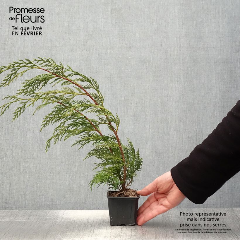 Exemplar von Cupressocyparis leylandii 2001 - Leyland-Zypresse Kleine Töpfe von 8/9 cm wie im Winter geliefert