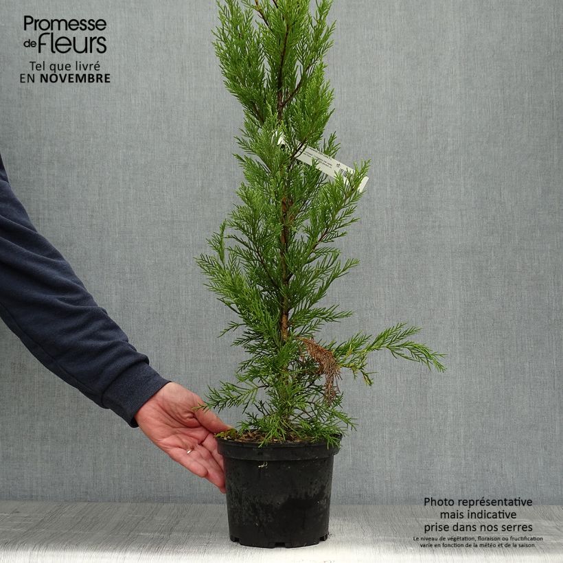 Exemplar von Cupressocyparis leylandii 2001 - Leyland-Zypresse Topf mit 2L/3L wie im Herbst geliefert