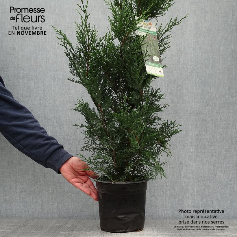 Exemplar von Cupressocyparis leylandii 2001 - Leyland-Zypresse Topf mit 4L/5L wie im Herbst geliefert